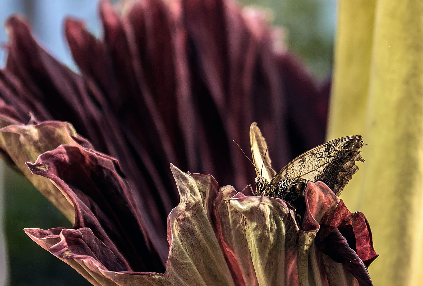 Corpse flower